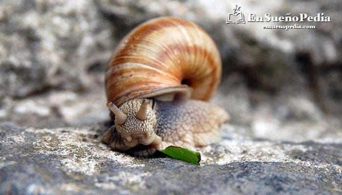 Maksud bermimpi tentang siput