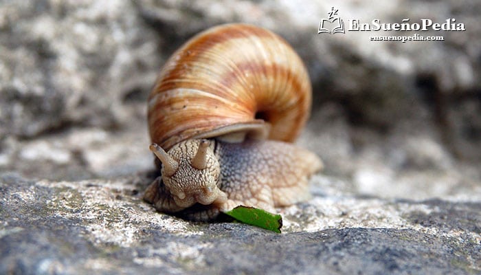 maksud-bunyi-dengan-siput