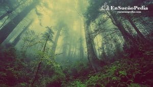 significado-sonar-con-bosque-y-niebla