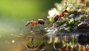 significado-suenos-con-horrmigas-bebiendo