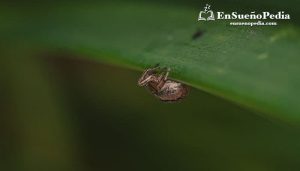 suenos-con-garrapatas