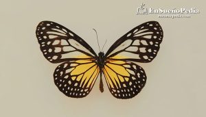 Significado De Soñar Con Mariposas - Tarot Gratis